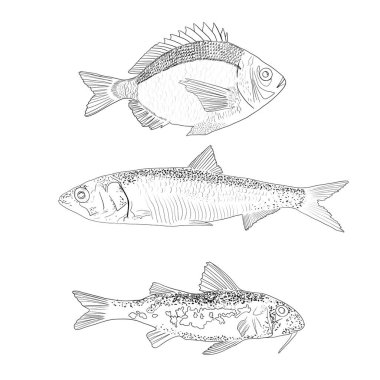 İzole edilmiş balıklar. Grafik tasarımı. Goby balığı..