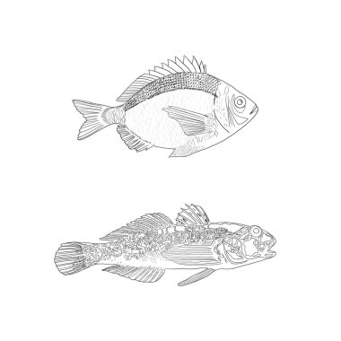 İzole edilmiş balıklar. Grafik tasarımı. Goby balığı..