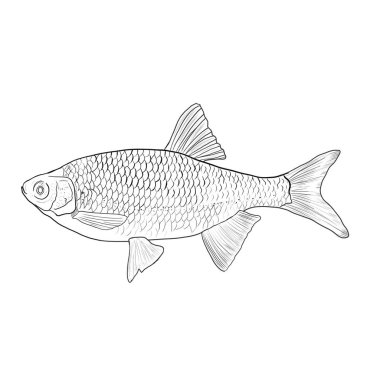 Halattaki balıklar izole edildi