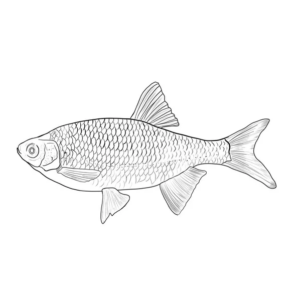 隔離された線上の魚 — ストック写真