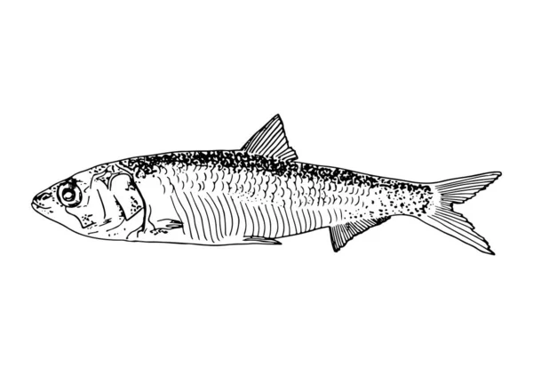 Vis Aan Lijn Geïsoleerd — Stockvector