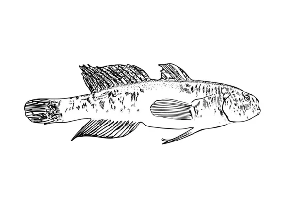 Grafikdesign Grundfisch — Stockvektor