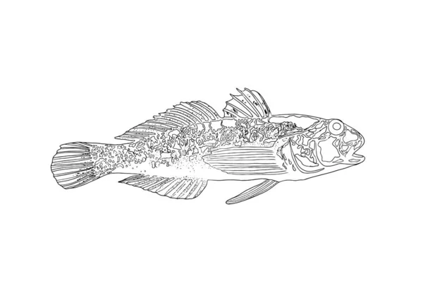Grafikdesign Grundfisch — Stockvektor