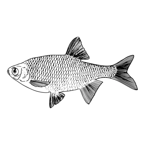 Peces Línea Aislados — Vector de stock