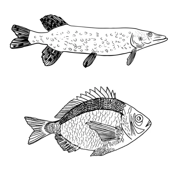 Eine Reihe Isolierter Fische Auf Weißem Hintergrund Hecht — Stockvektor