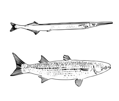 Eskiz biçiminde izole edilmiş balıklar.