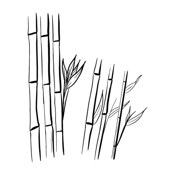 Bamboo Isolated Sketch Style — Vettoriale Stock