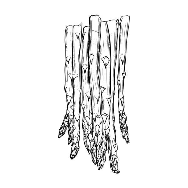 Aspaparagus Style Croquis Pour Étiquette — Image vectorielle