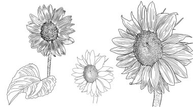 Ayçiçeği oyması, yaz çiçekleri, mürekkep.. 