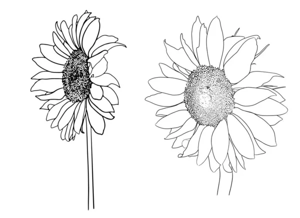 Ayçiçeği Oyması Yaz Çiçekleri Mürekkep — Stok Vektör