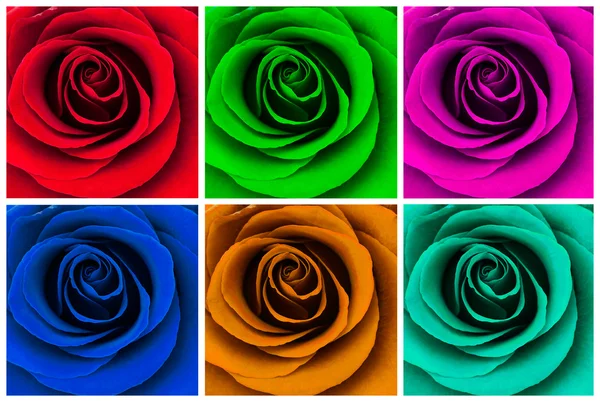 Veelkleurige rozen — Stockfoto