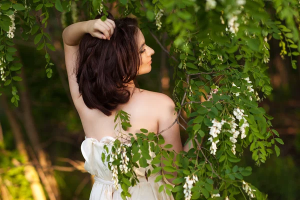 Blooming acacia — Stock Photo, Image