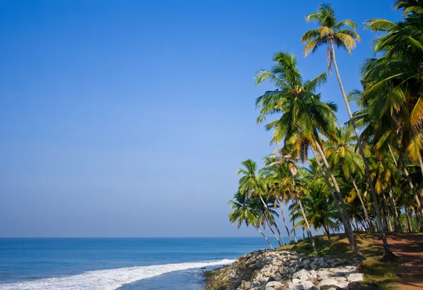 varkala beach whise palm ağaçlar ve güneşli bir günde taşlar