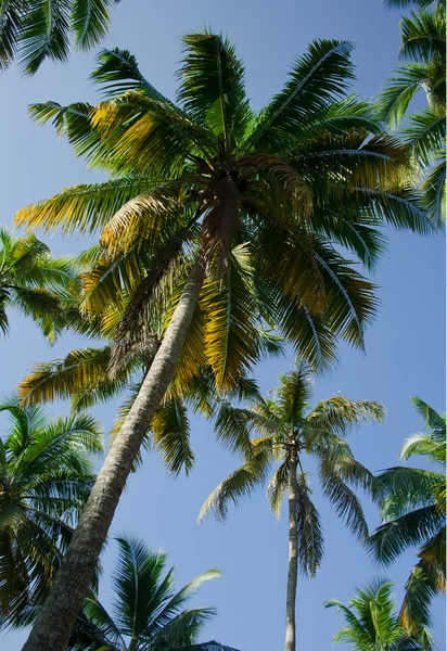 Coconut trees, palms on sky background — Stock Photo, Image