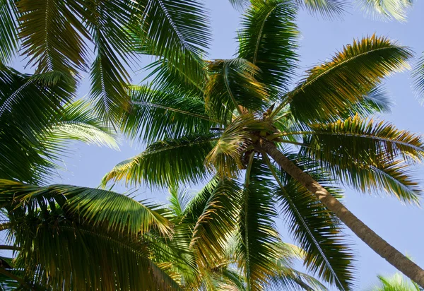 Coqueiro, palmeira no fundo do céu — Fotografia de Stock