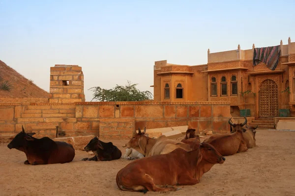 En flock kor ligger nära ett hus i staden jaisalmer. Rajasthan, Indien. — Stockfoto
