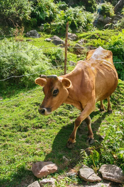 Hnědá kráva se děje po svahu hory. — Stock fotografie