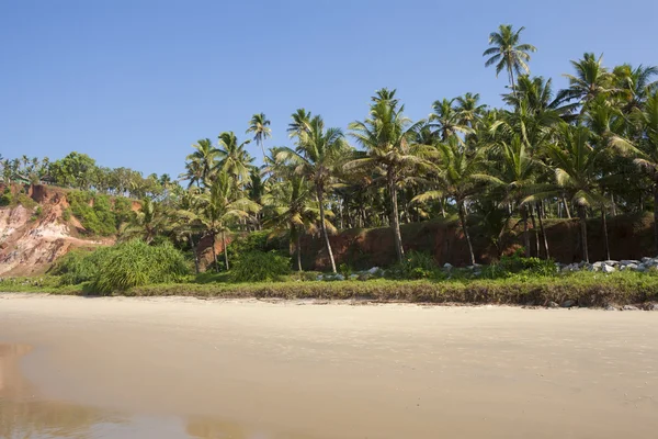 Palm Grove na praia . — Fotografia de Stock