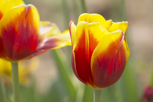 Schöner Frühling Tulpengarten — Stockfoto