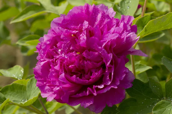 Die schönen Pfingstrosenblüten — Stockfoto