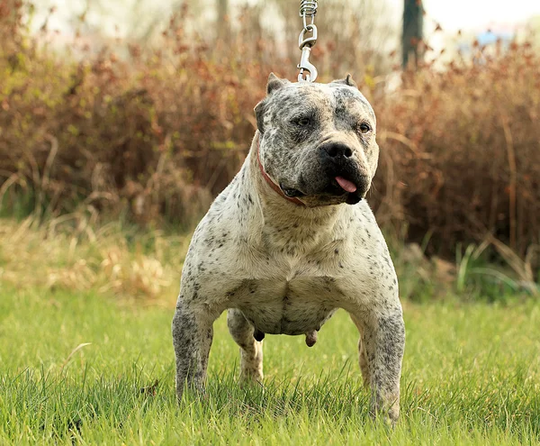 Purebred Canine American Bully Pet Dog Sitting On Grass Stock