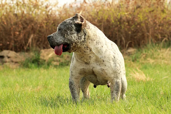 Fajtiszta amerikai Bully kutyaféle Dog.Green fű háttér — Stock Fotó