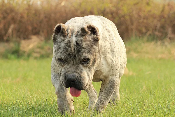 Чистий американський бульбашковий собака. Зелений трав'яний фон — стокове фото