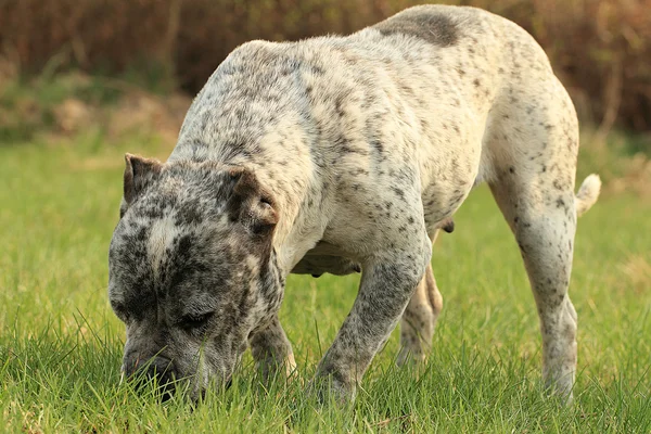 Fajtiszta amerikai Bully kutyaféle Dog.Green fű háttér — Stock Fotó