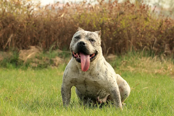 Καθαρόαιμος Αμερικανός νταής κυνικός dog.green χόρτο φόντο — Φωτογραφία Αρχείου