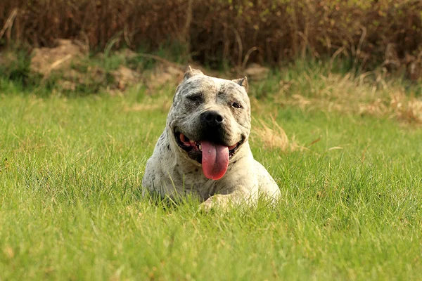 Amerykanin bully rasa psów dog.green trawa tło — Zdjęcie stockowe