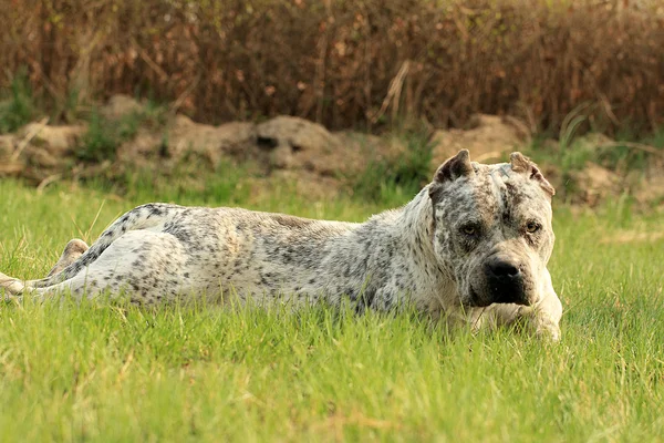 Καθαρόαιμος Αμερικανός νταής κυνικός dog.green χόρτο φόντο — Φωτογραφία Αρχείου