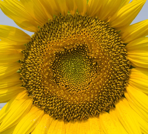 Die schöne Sonnenblume — Stockfoto