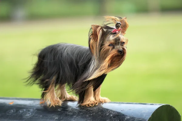 Sevimli yorkshire köpek — Stok fotoğraf