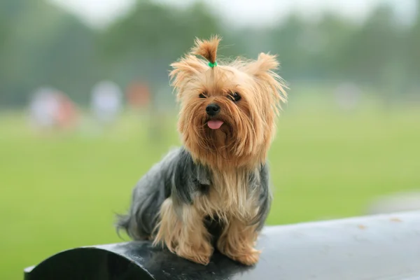 Sevimli yorkshire köpek — Stok fotoğraf