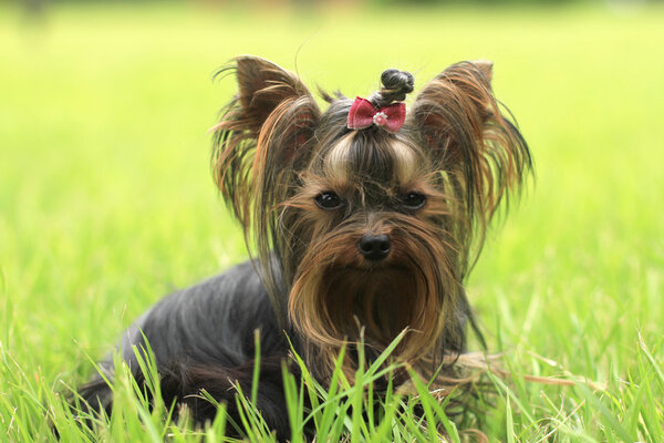 Lovely Yorkshire dogs