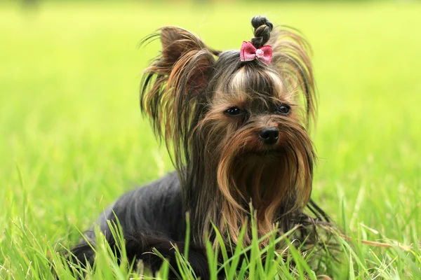 Adoráveis cães Yorkshire — Fotografia de Stock