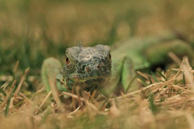 ağaç dalında yeşil iguana