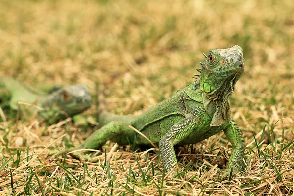 Green iguana on tree branch — Stock Photo, Image