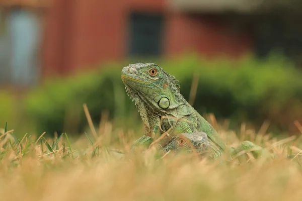 Green iguana on tree branch — Stock Photo, Image