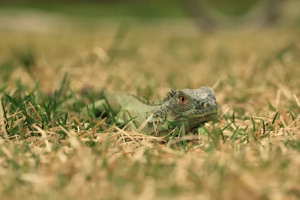 Green iguana on tree branch — Stock Photo, Image