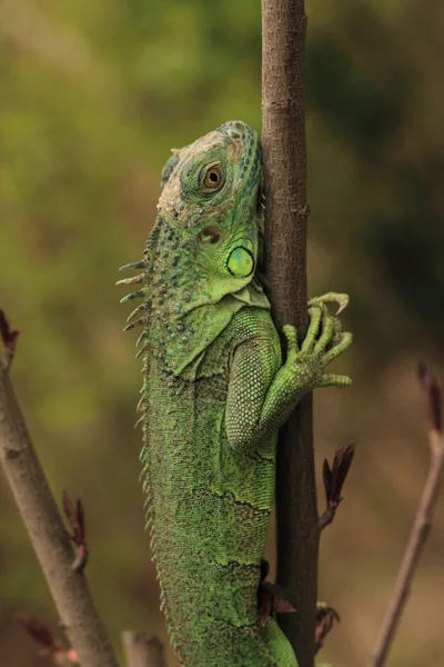 Green iguana on tree branch — Stock Photo, Image