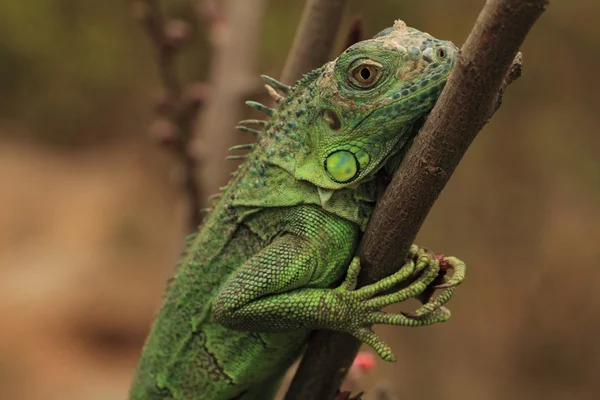 Iguana verde en rama de árbol — Foto de Stock