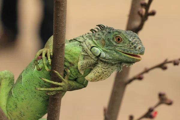 Green iguana on tree branch — Stock Photo, Image