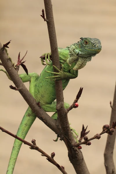 Green iguana on tree branch — Stock Photo, Image