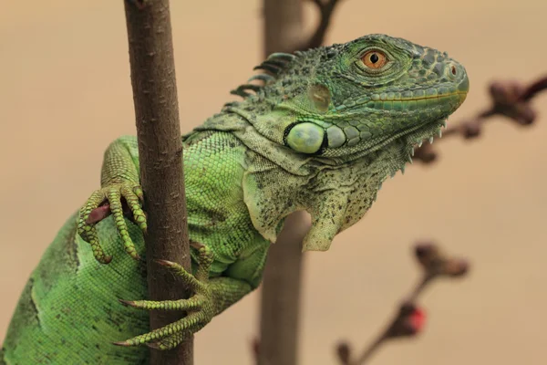 Iguana verde en rama de árbol — Foto de Stock