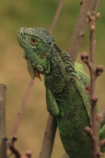 Green iguana on tree branch — Stock Photo, Image