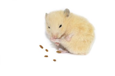küçük hamster şirin
