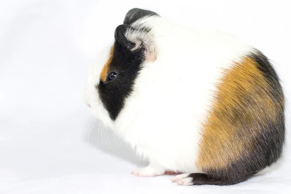 Cute guinea pigs — Stock Photo, Image