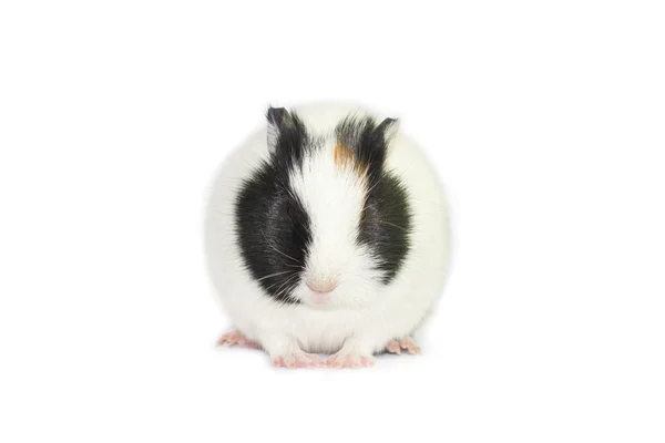 Cute guinea pigs — Stock Photo, Image