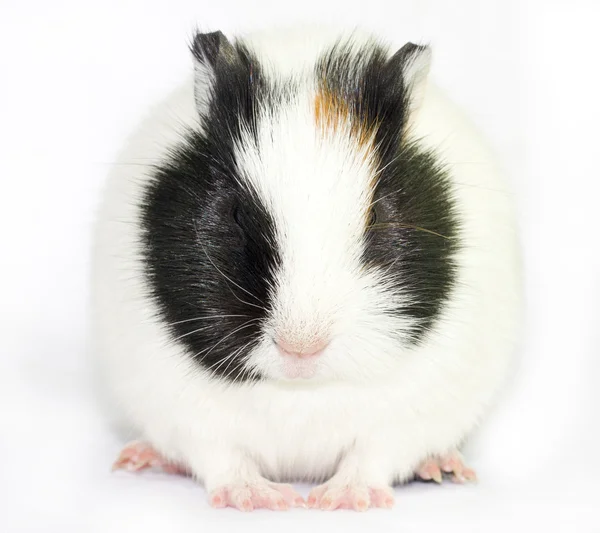 Cute guinea pigs — Stock Photo, Image